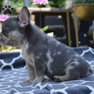 Leo, French Bulldog Puppy