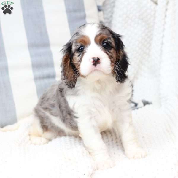 Roxy, Cavalier King Charles Spaniel Puppy