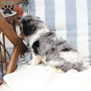 Roxy, Cavalier King Charles Spaniel Puppy