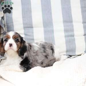 Roxy, Cavalier King Charles Spaniel Puppy