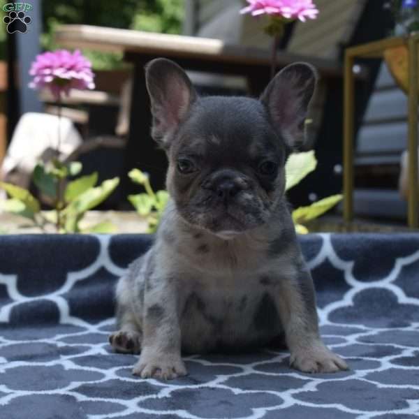 Leo, French Bulldog Puppy