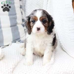 Roxy, Cavalier King Charles Spaniel Puppy