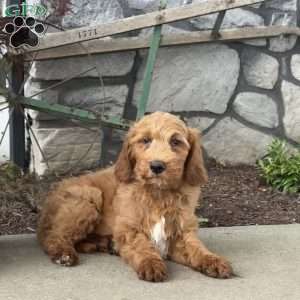 Buddy, Goldendoodle Puppy