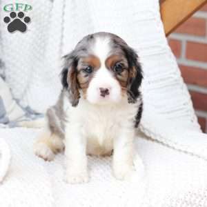 Roxy, Cavalier King Charles Spaniel Puppy