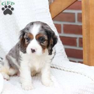 Roxy, Cavalier King Charles Spaniel Puppy