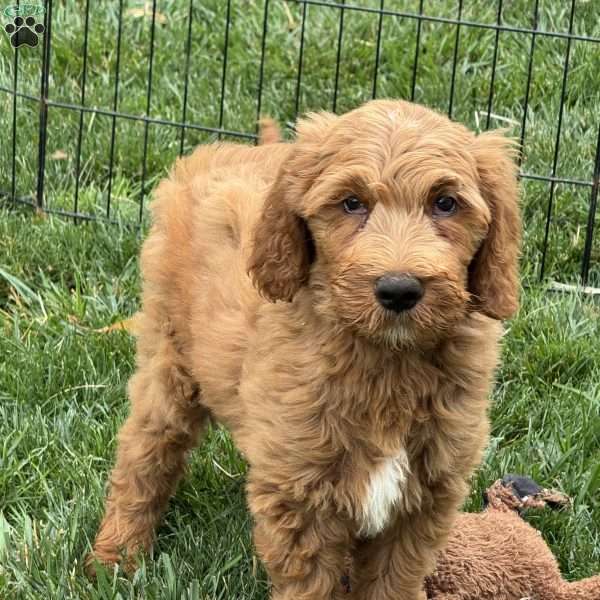 Buddy, Goldendoodle Puppy