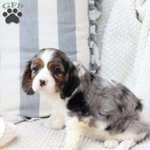 Roxy, Cavalier King Charles Spaniel Puppy