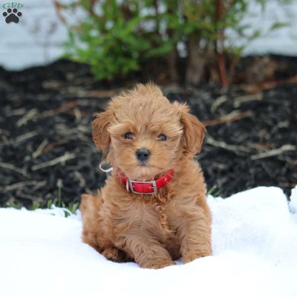 Luna, Maltipoo Puppy
