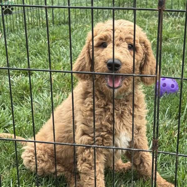 Bruno, Goldendoodle Puppy