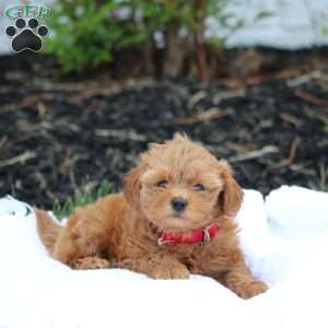 Luna, Maltipoo Puppy