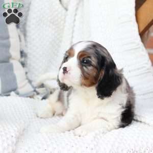 Roxy, Cavalier King Charles Spaniel Puppy