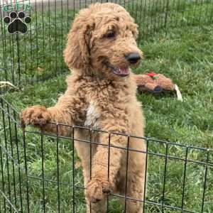 Bruno, Goldendoodle Puppy