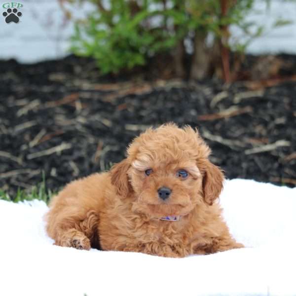 Limbo, Maltipoo Puppy