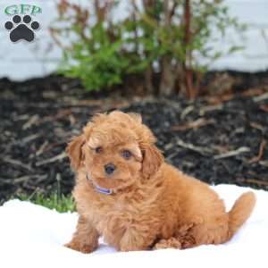 Limbo, Maltipoo Puppy