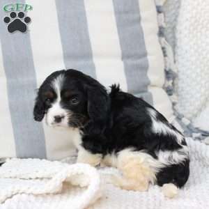 Lucy, Cavalier King Charles Spaniel Puppy