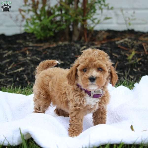 Lily, Maltipoo Puppy