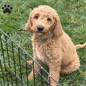 Bruno, Goldendoodle Puppy