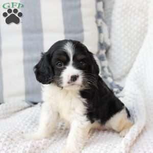Lucy, Cavalier King Charles Spaniel Puppy