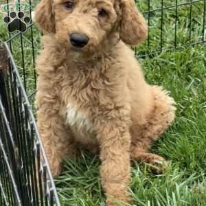 Bruno, Goldendoodle Puppy