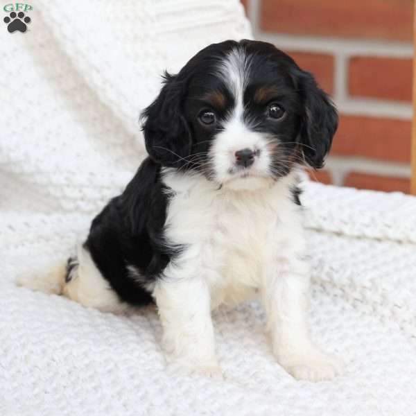 Lucy, Cavalier King Charles Spaniel Puppy