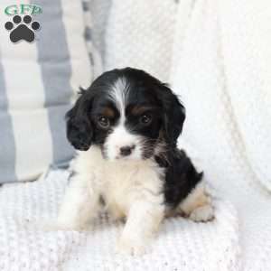 Lucy, Cavalier King Charles Spaniel Puppy