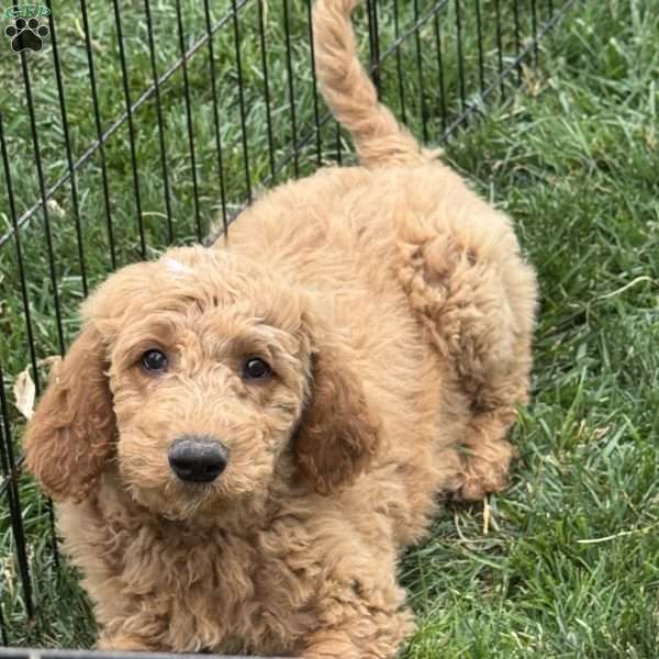Bear, Goldendoodle Puppy