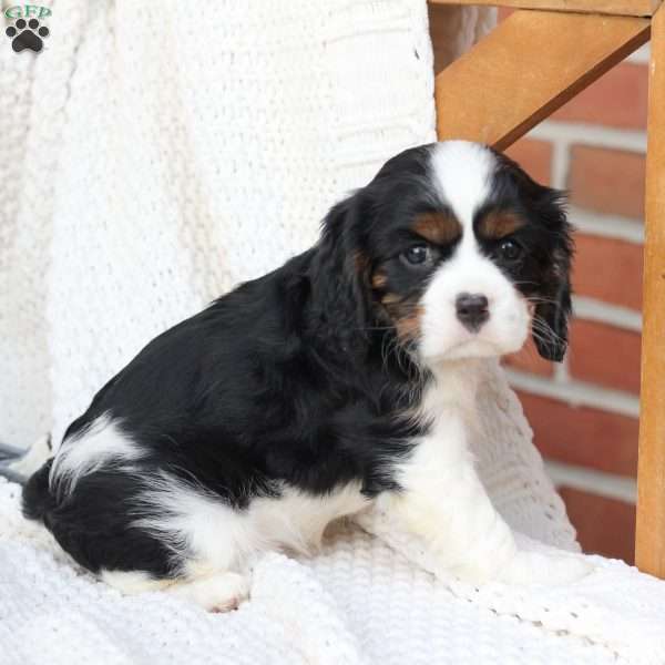 Gracie, Cavalier King Charles Spaniel Puppy