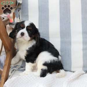 Gracie, Cavalier King Charles Spaniel Puppy