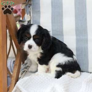 Gracie, Cavalier King Charles Spaniel Puppy
