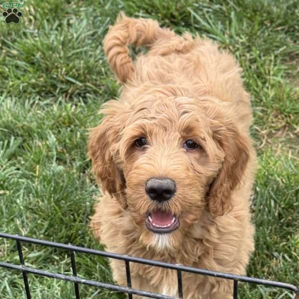 Buzz, Goldendoodle Puppy