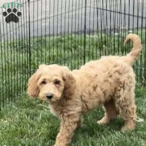 Benny, Goldendoodle Puppy