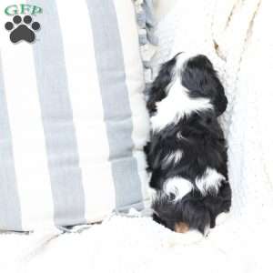 Gracie, Cavalier King Charles Spaniel Puppy