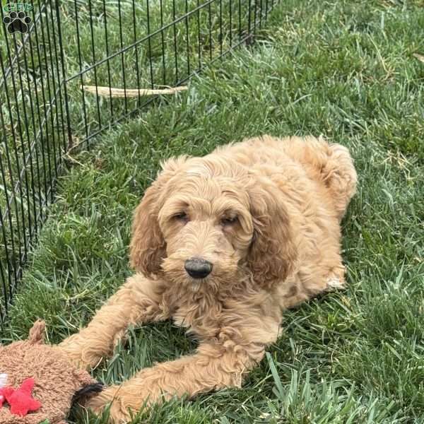 Benny, Goldendoodle Puppy