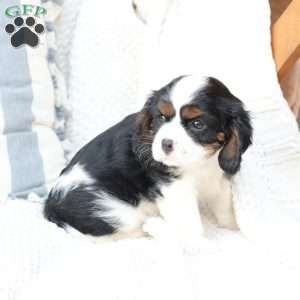 Gracie, Cavalier King Charles Spaniel Puppy