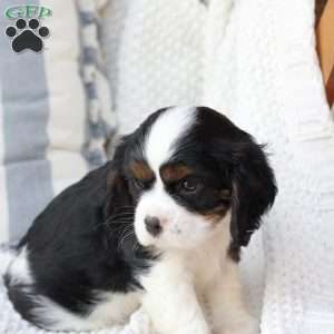 Gracie, Cavalier King Charles Spaniel Puppy