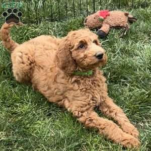 Baby, Goldendoodle Puppy