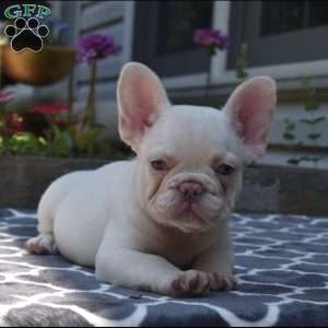 Lexi, French Bulldog Puppy