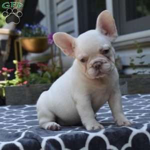 Lexi, French Bulldog Puppy