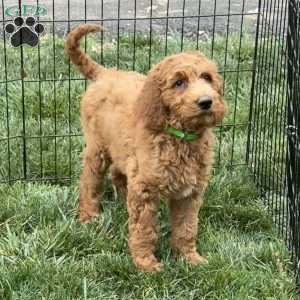 Baby, Goldendoodle Puppy