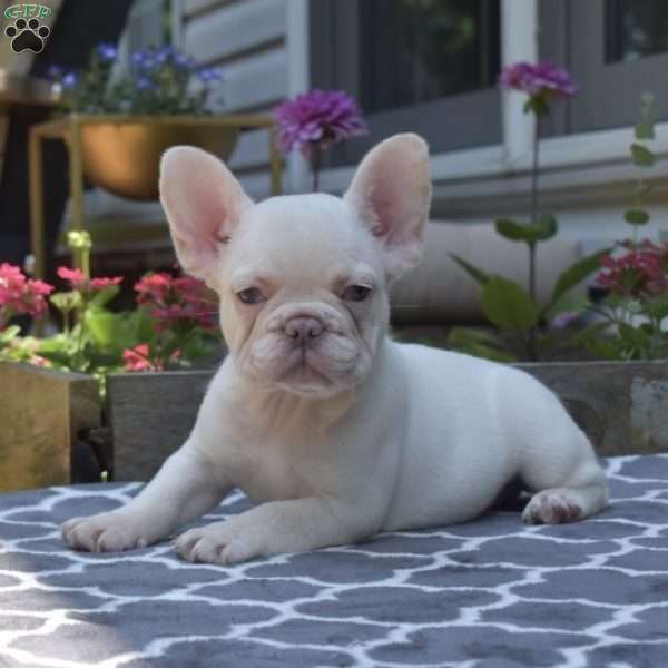 Lexi, French Bulldog Puppy