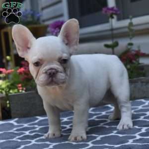 Lexi, French Bulldog Puppy
