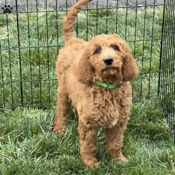 Baby, Goldendoodle Puppy