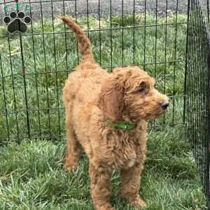 Baby, Goldendoodle Puppy