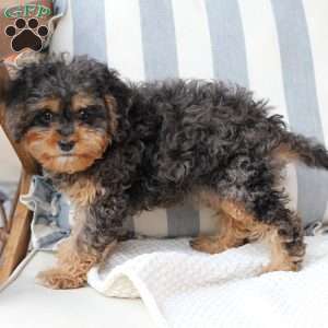 Harley, Cavapoo Puppy