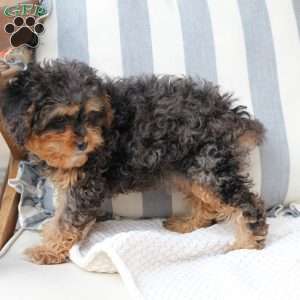 Harley, Cavapoo Puppy