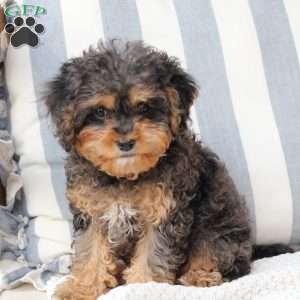 Harley, Cavapoo Puppy