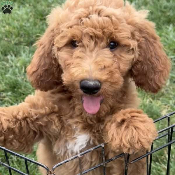 Bella, Goldendoodle Puppy