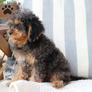 Harley, Cavapoo Puppy