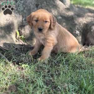 Rosy, Golden Retriever Puppy