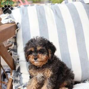 Harley, Cavapoo Puppy